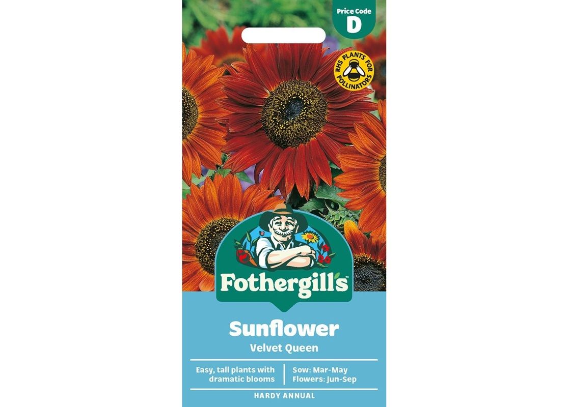 SUNFLOWER Velvet Queen