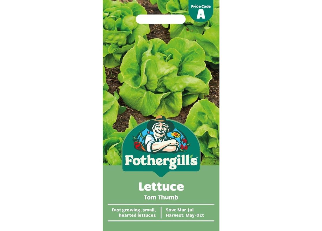 LETTUCE Tom Thumb LETTUCE Tom Thumb