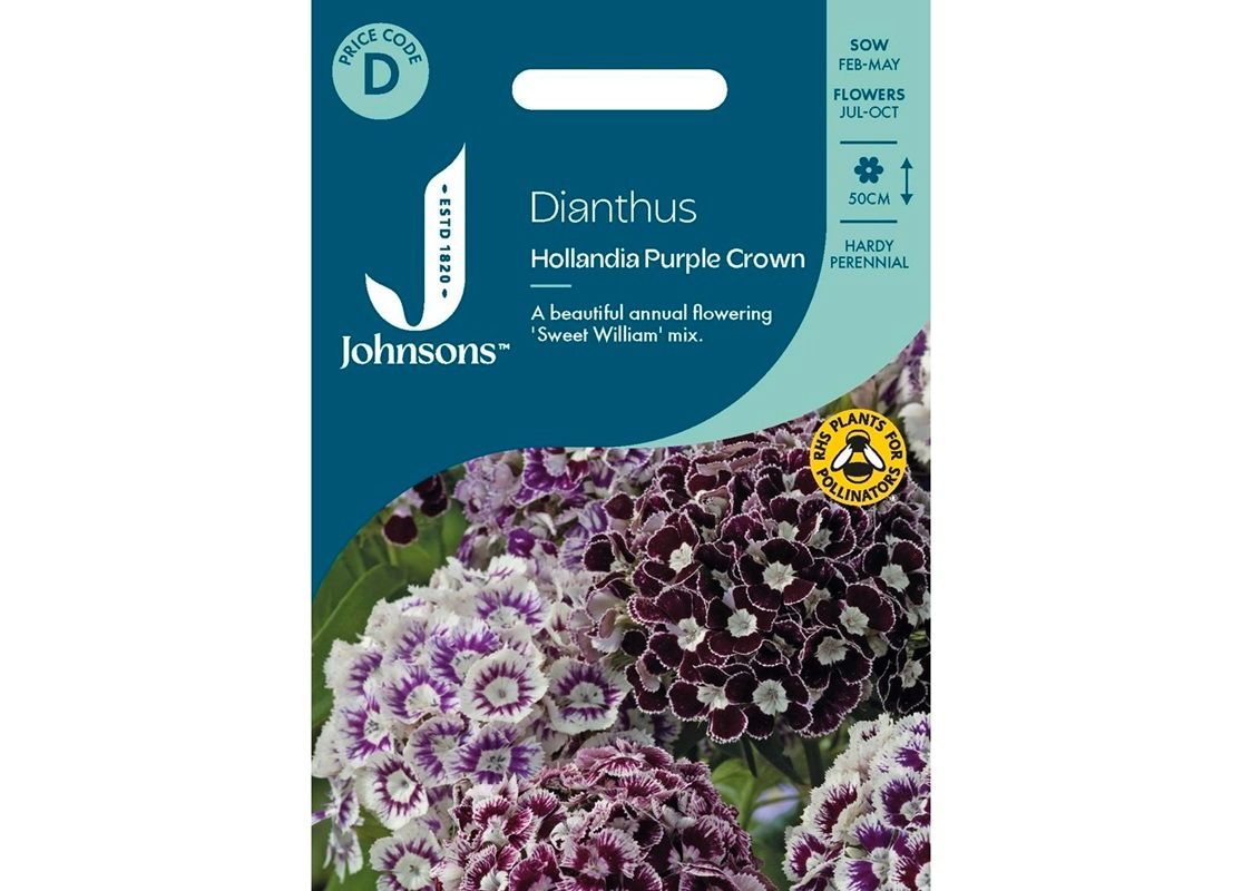 DIANTHUS Hollandia Purple Crown DIANTHUS Hollandia Purple Crown