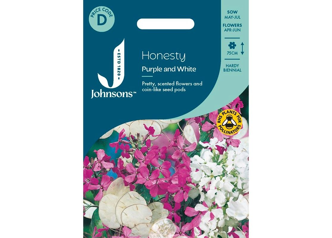 HONESTY Purple and White HONESTY Purple and White