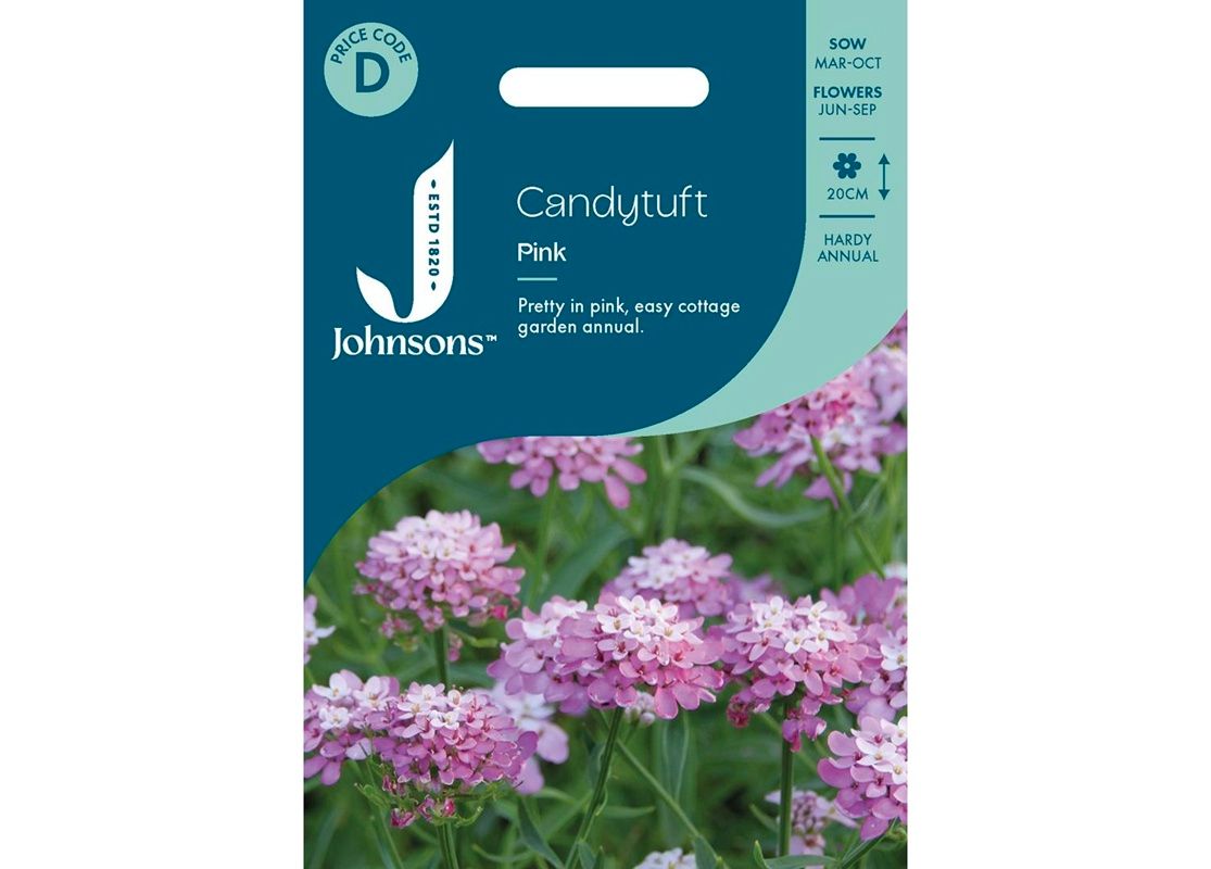 CANDYTUFT Pink