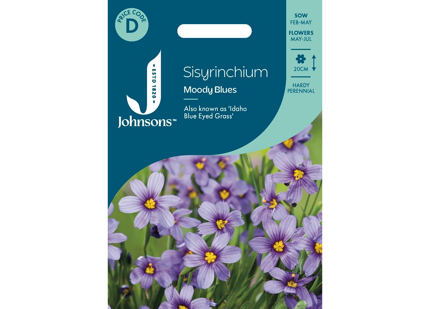 SISYRINCHIUM Moody Blues SISYRINCHIUM Moody Blues