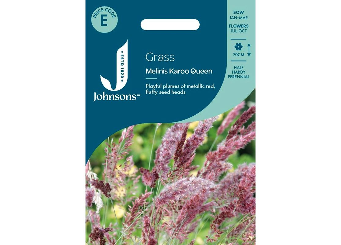 GRASS Melinis Karoo Queen