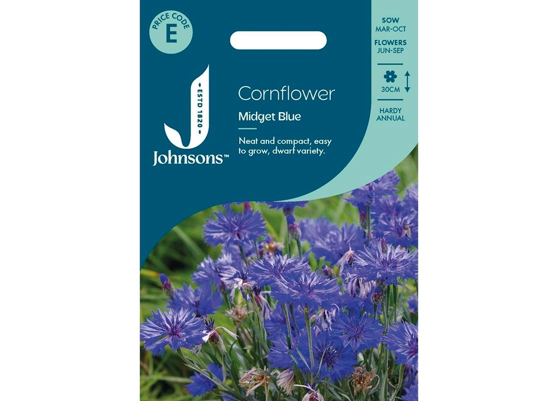 CORNFLOWER Midget Blue CORNFLOWER Midget Blue