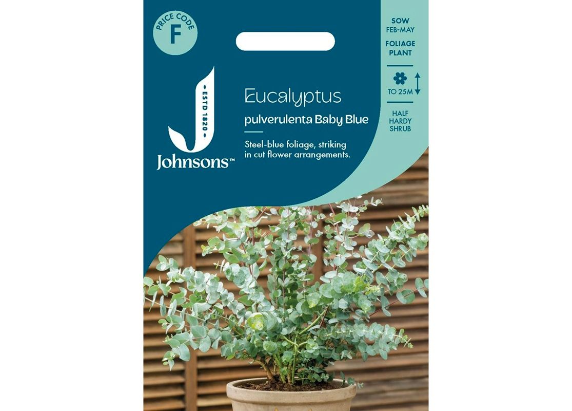 EUCALYPTUS pulverulenta Baby Blue