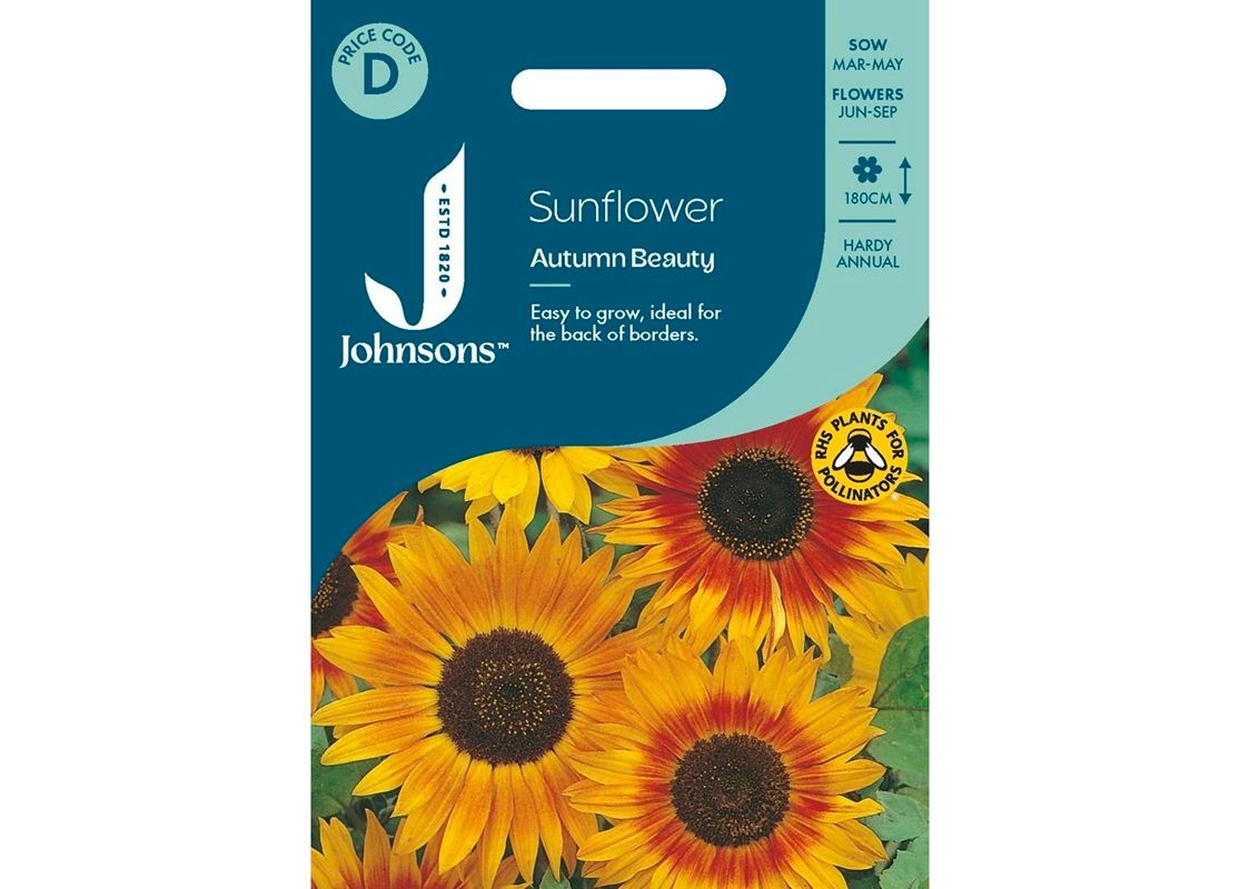 SUNFLOWER Autumn Beauty