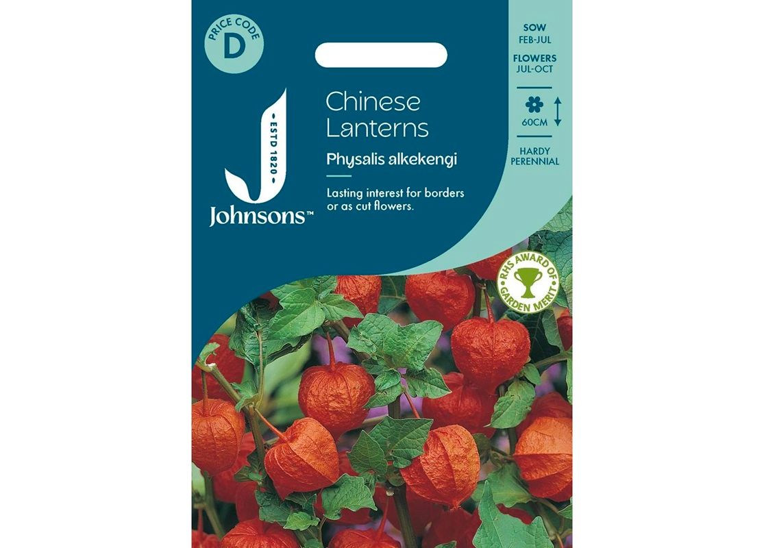 CHINESE LANTERNS - Physalis