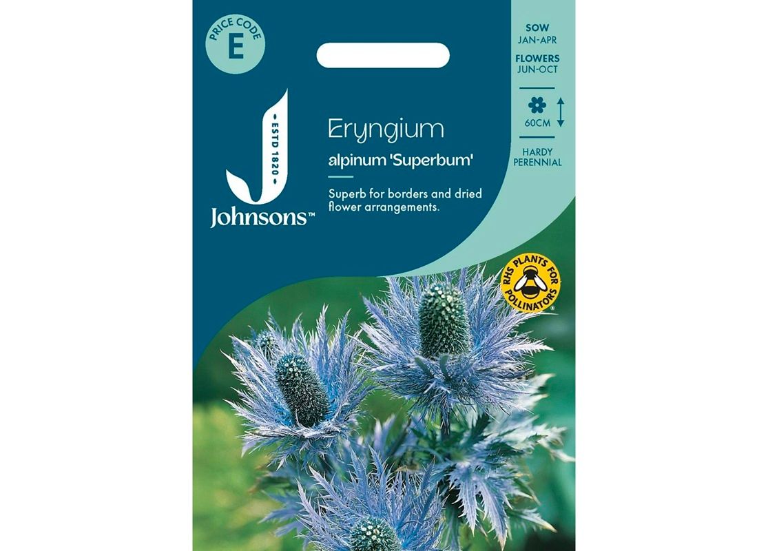 ERYNGIUM alpinum Superbum
