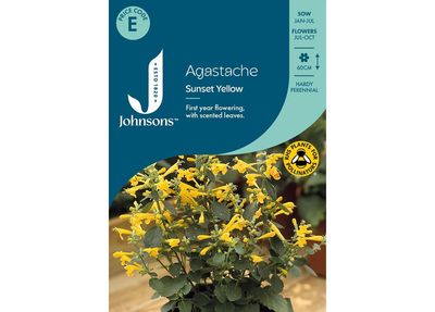 AGASTACHE Sunset Yellow AGASTACHE Sunset Yellow