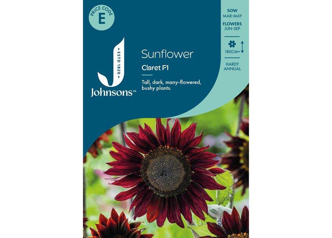 SUNFLOWER Claret F1 