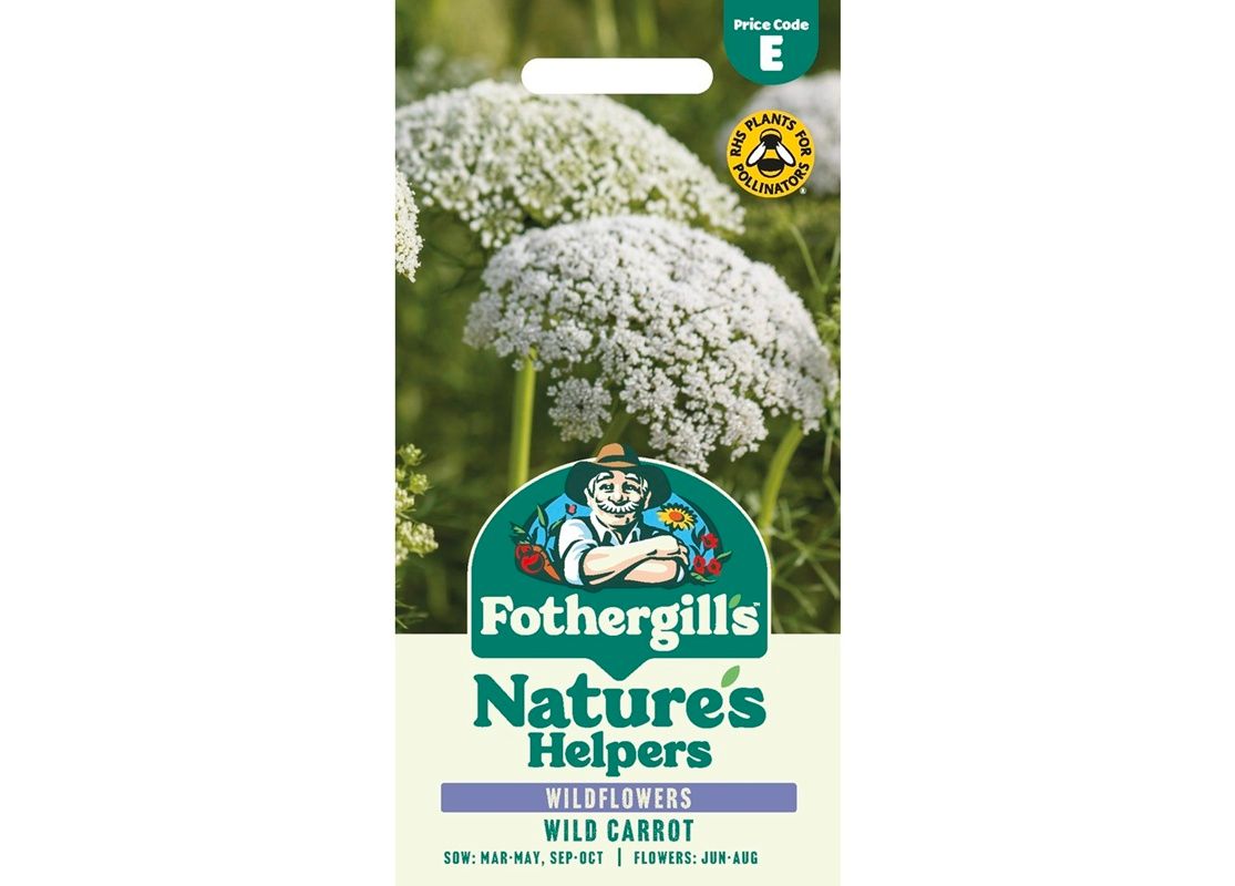 Wild Carrot Wild Carrot