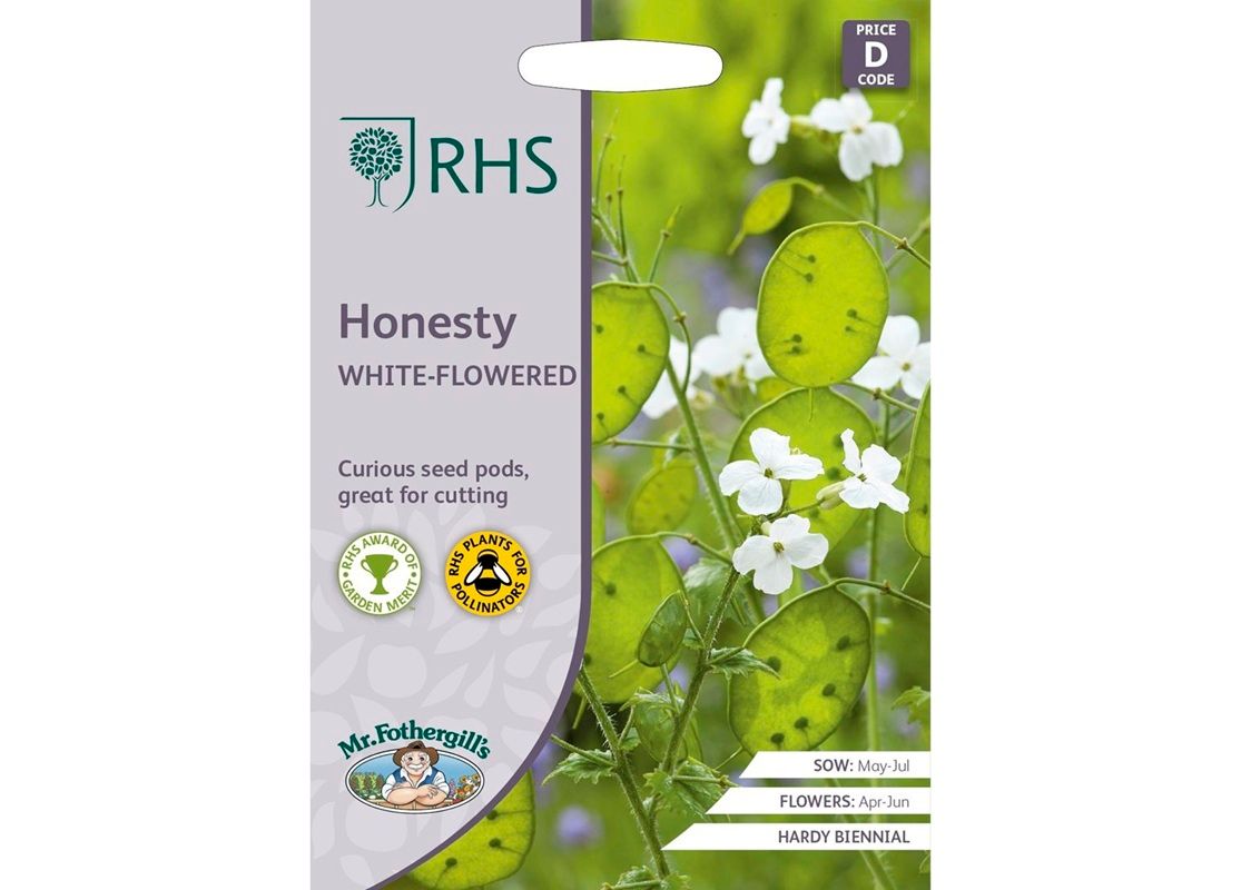 RHS HONESTY White-Flowered