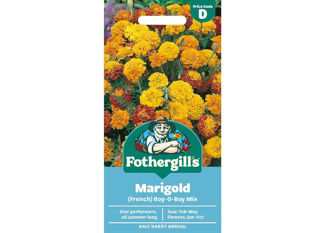MARIGOLD (French) Boy-O-Boy Mix MARIGOLD (French) Boy-O-Boy Mix