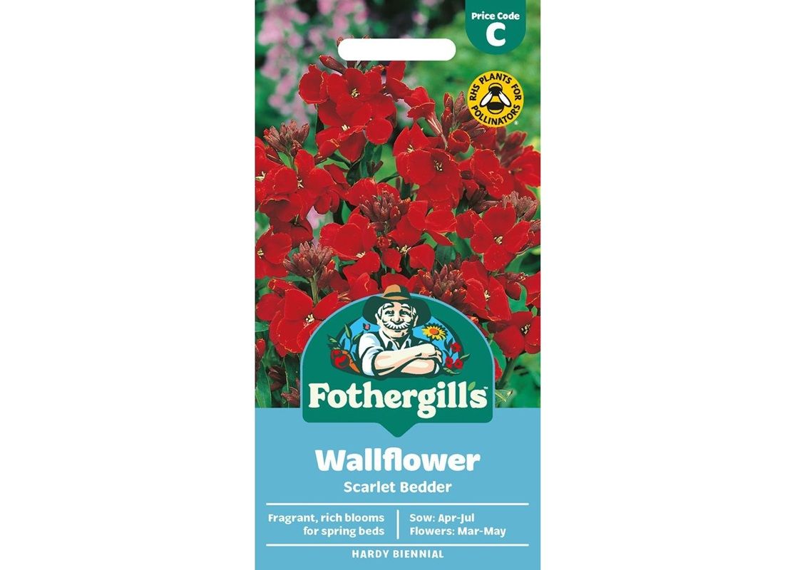 WALLFLOWER Scarlet Bedder