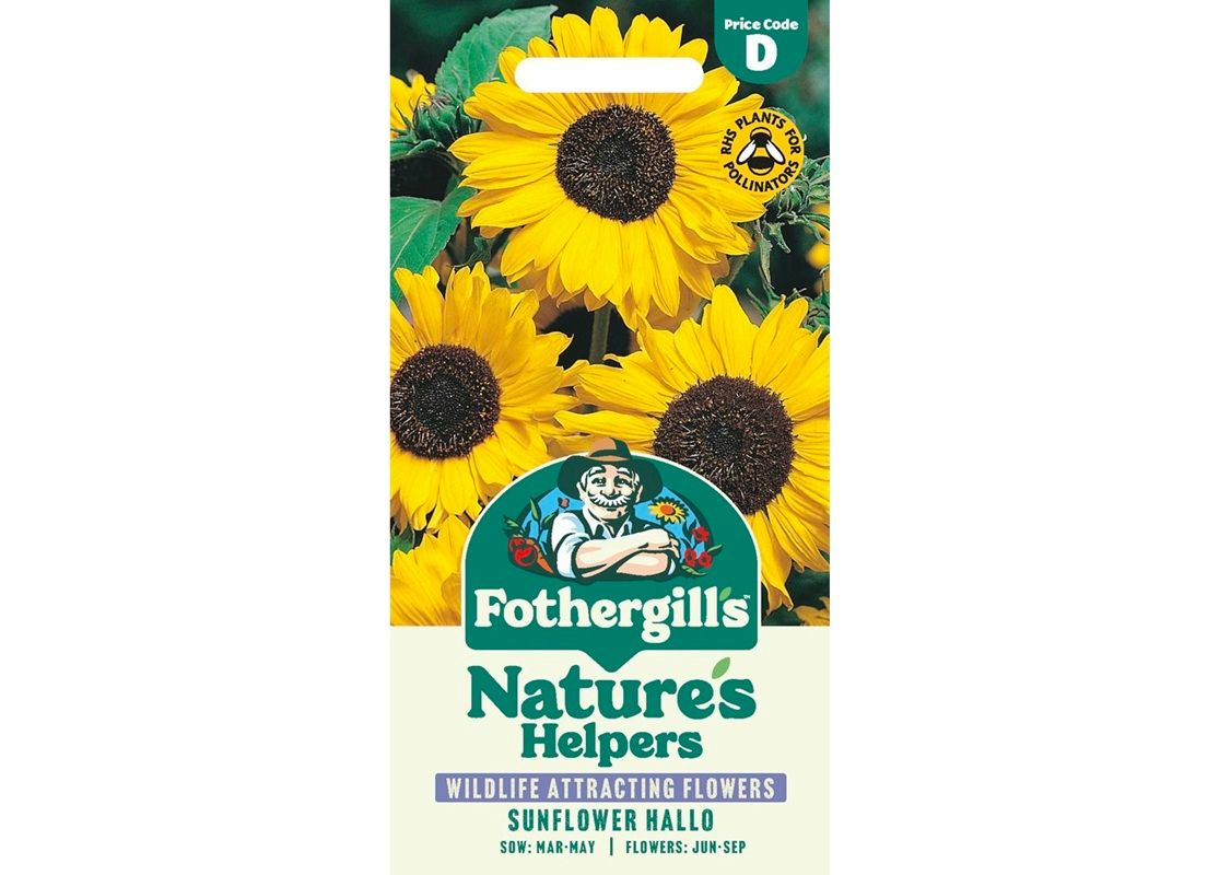 SUNFLOWER Hallo SUNFLOWER Hallo