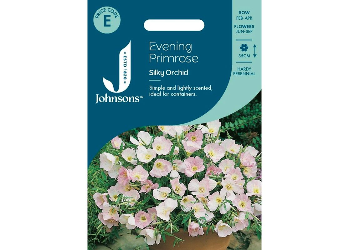 EVENING PRIMROSE Silky Orchid