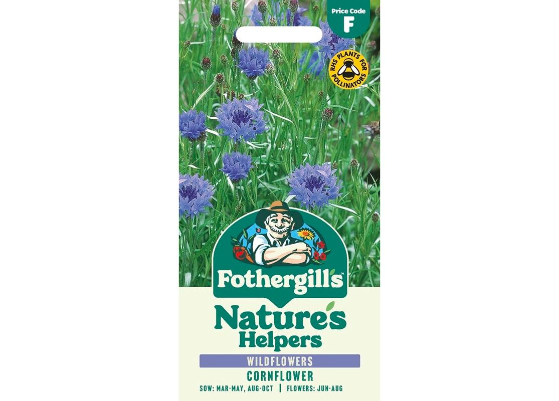 Cornflower Cornflower