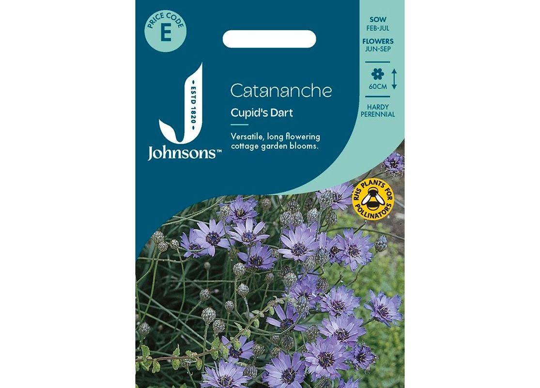 CATANANCHE Cupid's Dart CATANANCHE Cupid's Dart