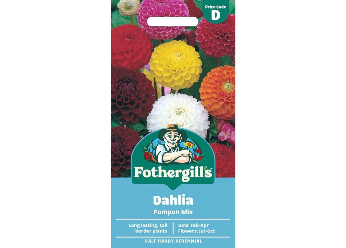 DAHLIA Pompon Mix