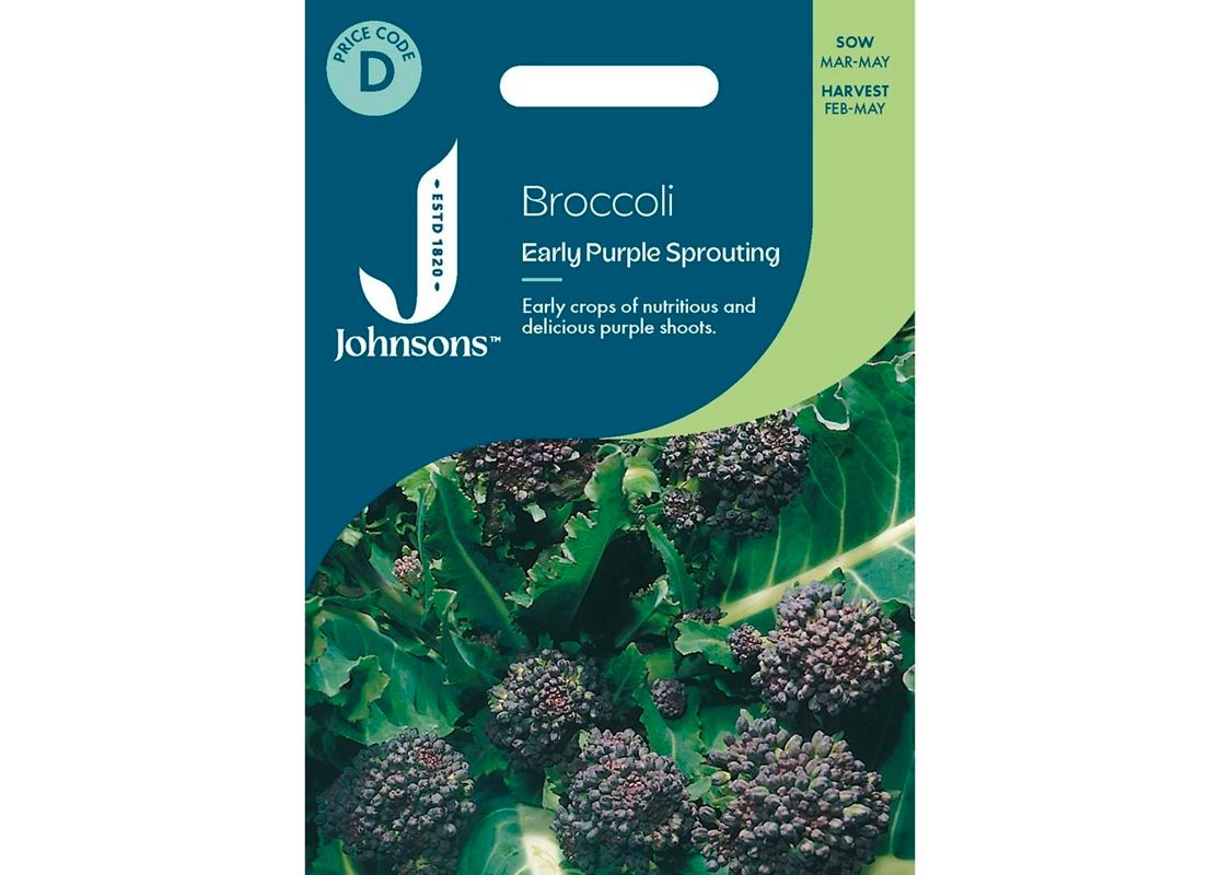 BROCCOLI Early Purple Sp