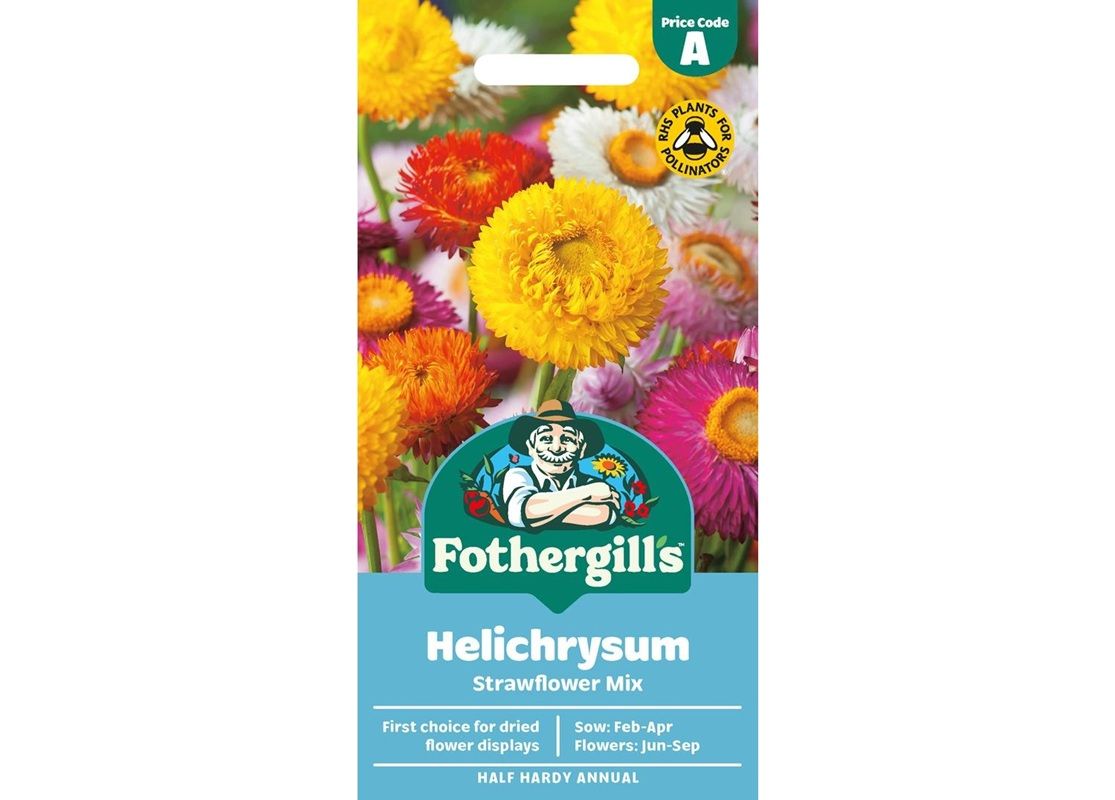 HELICHRYSUM Strawflower Mix