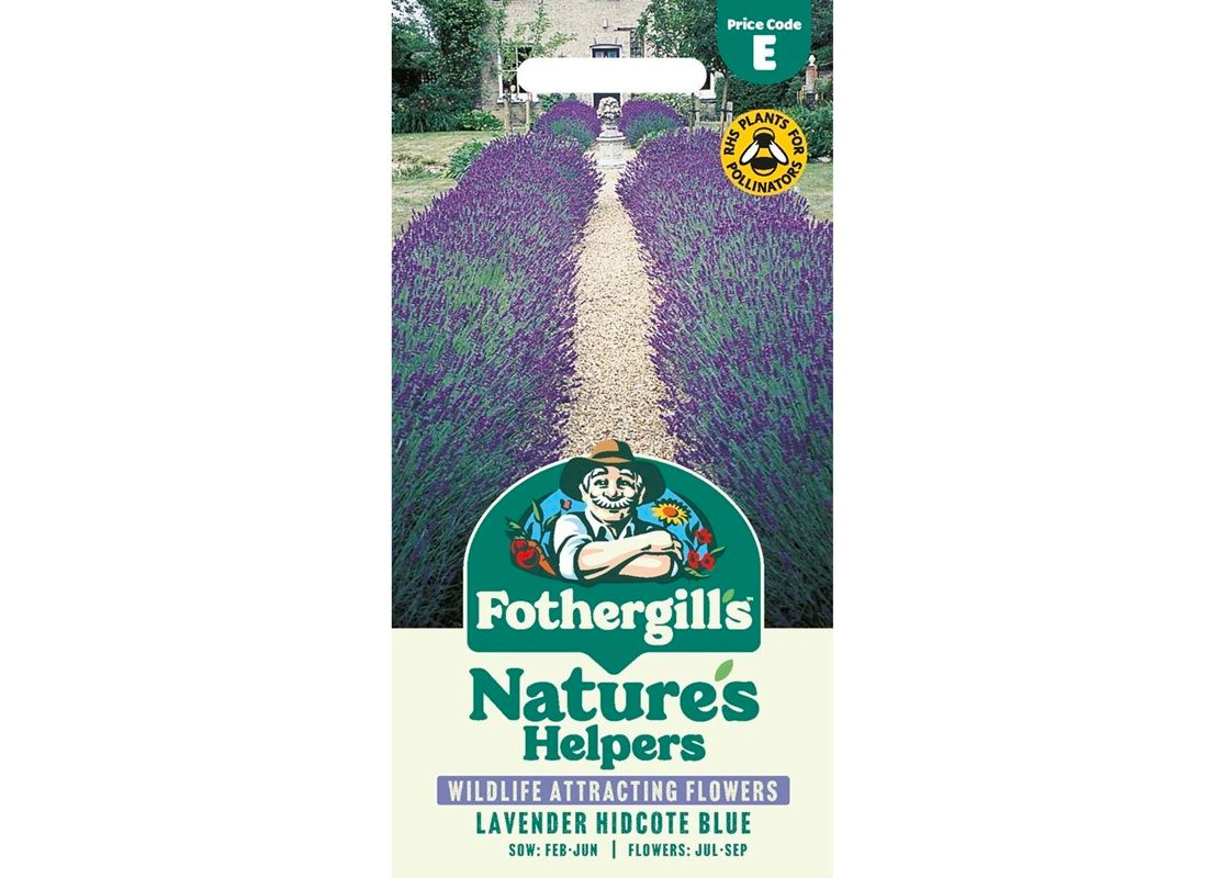 LAVENDER Hidcote Blue LAVENDER Hidcote Blue