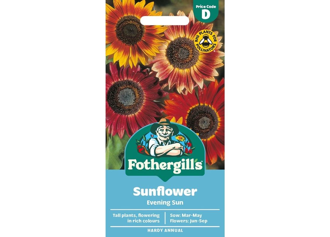 SUNFLOWER Evening Sun