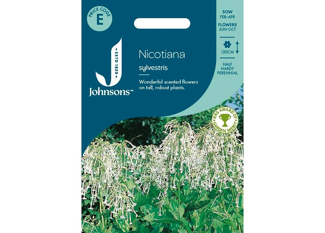 NICOTIANA sylvestris