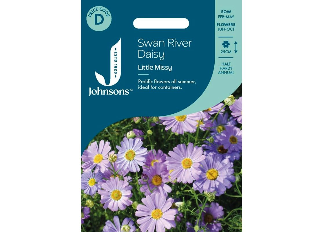 SWAN RIVER DAISY Little Missy