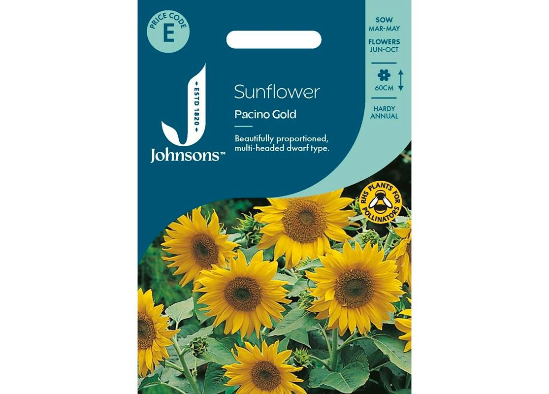 SUNFLOWER Pacino Gold SUNFLOWER Pacino Gold