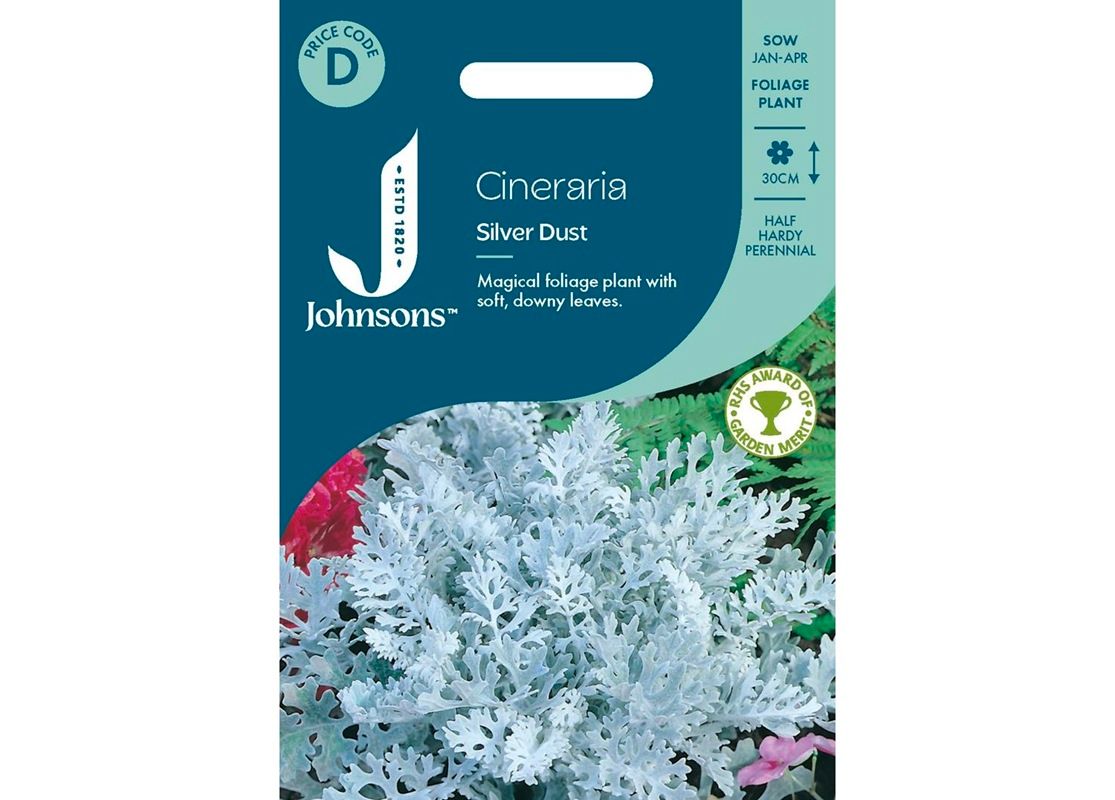 CINERARIA Silver Dust