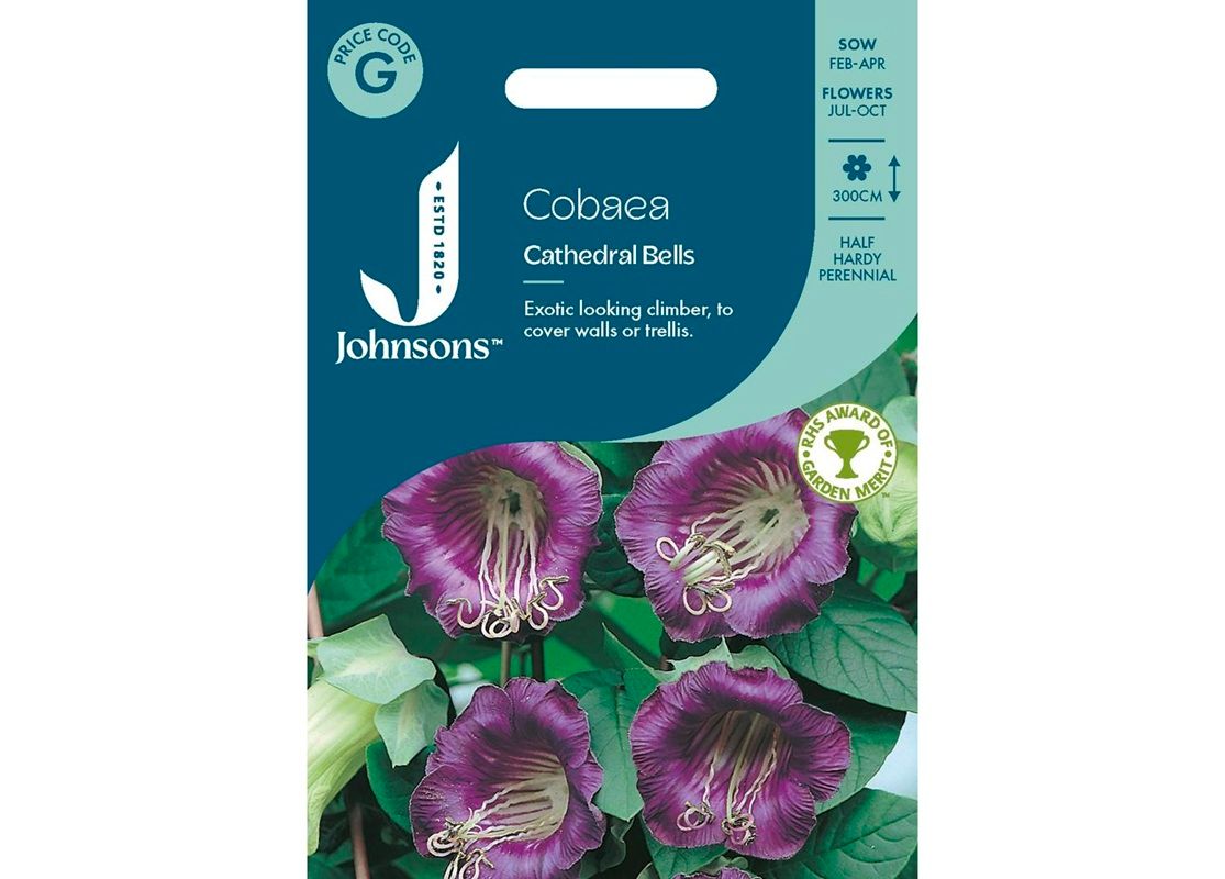 COBAEA Cathedral Bells