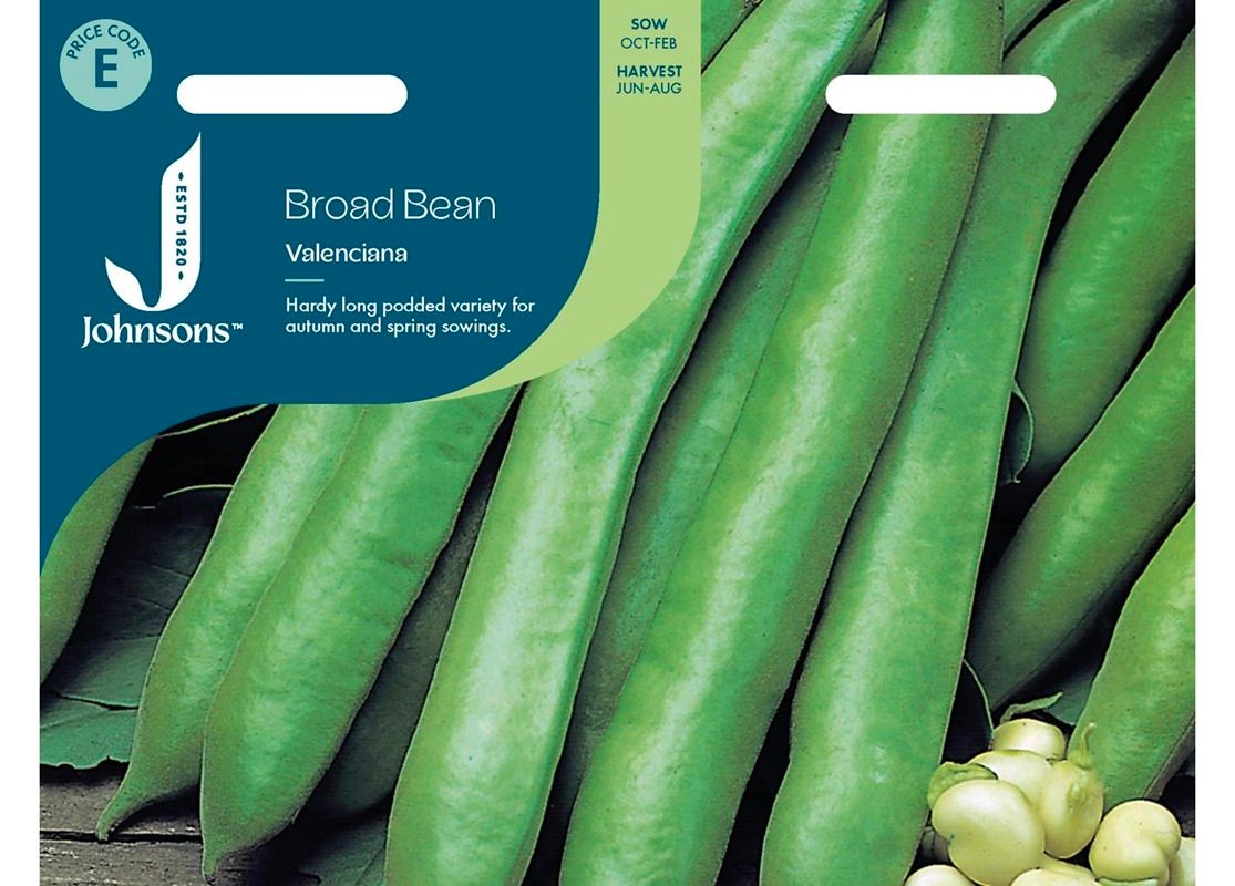 BROAD BEAN Valenciana