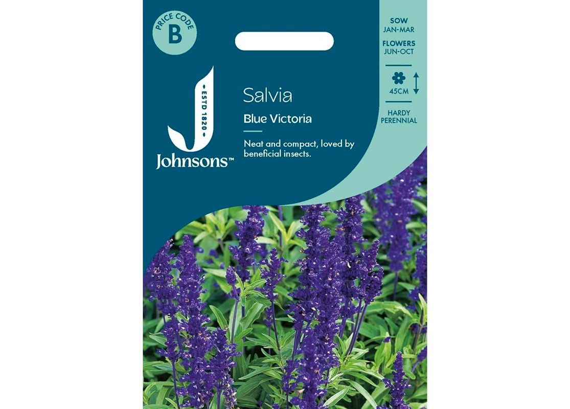 SALVIA Blue Victoria