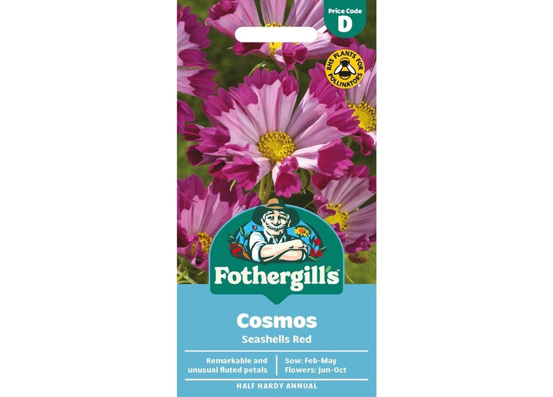 COSMOS Seashells Red COSMOS Seashells Red