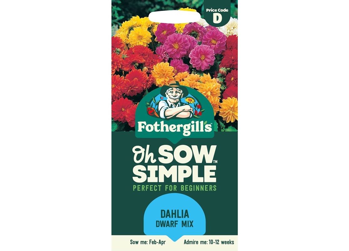 DAHLIA Dwarf Double Mixed DAHLIA Dwarf Double Mixed