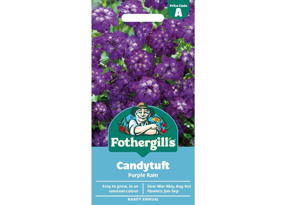 CANDYTUFT Purple Rain CANDYTUFT Purple Rain