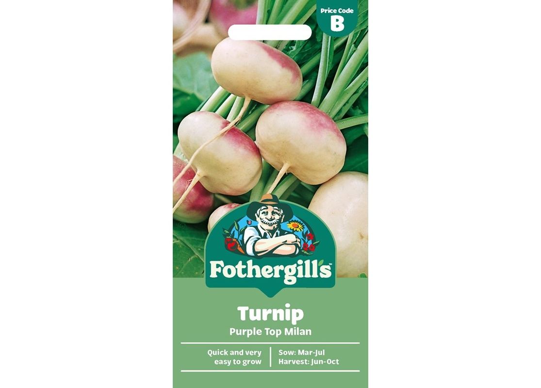 TURNIP Purple Top Milan