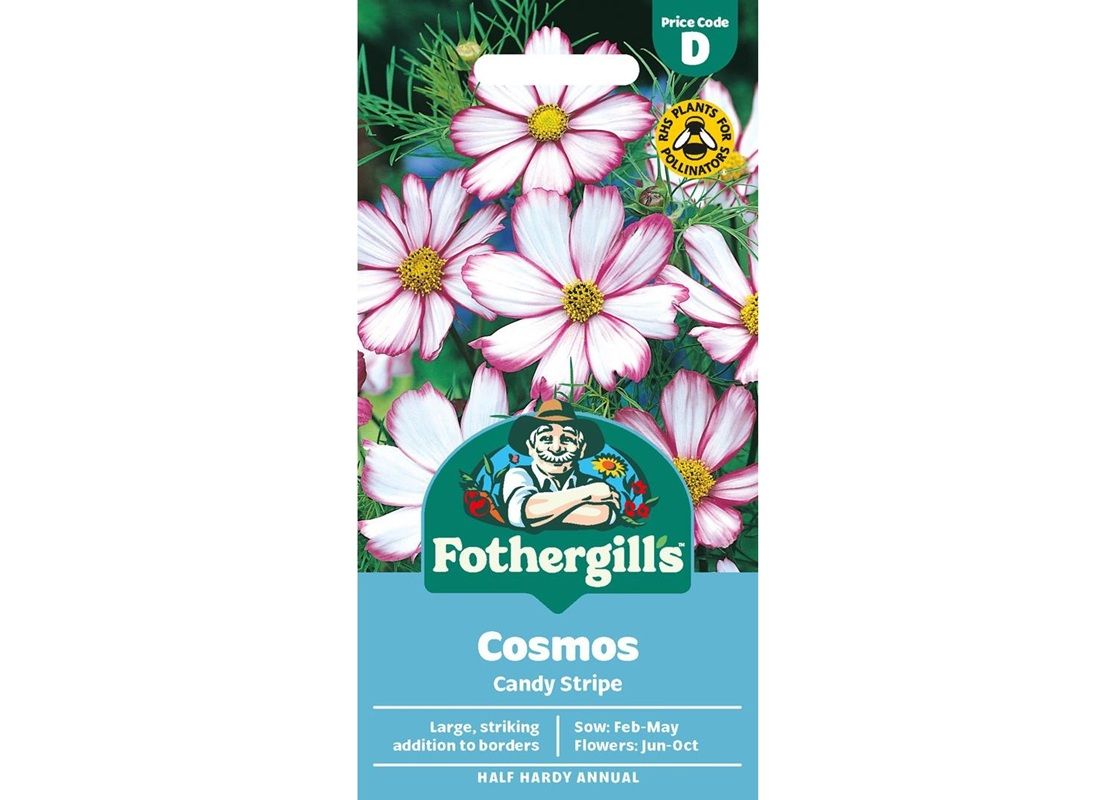 COSMOS Candy Stripe COSMOS Candy Stripe