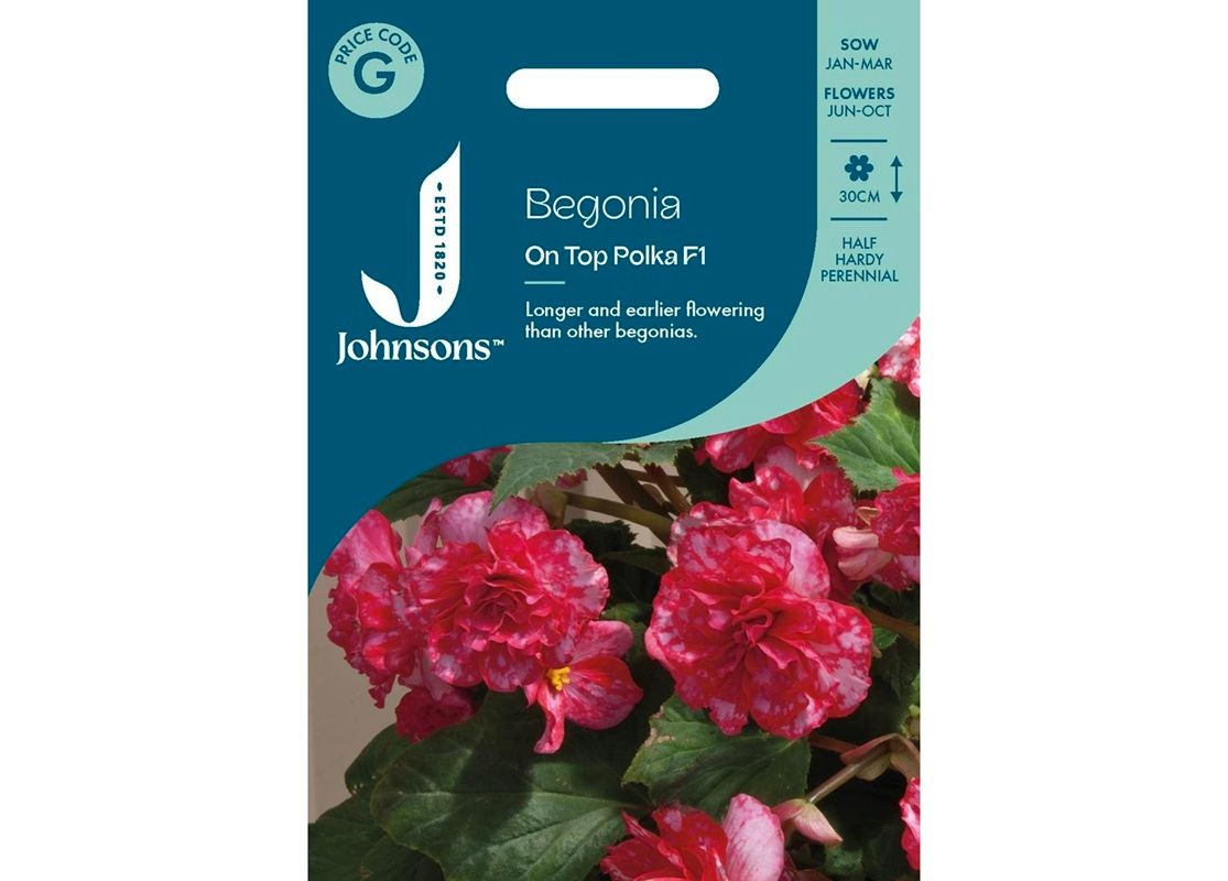 BEGONIA On Top Polka Dot F1 BEGONIA On Top Polka Dot F1