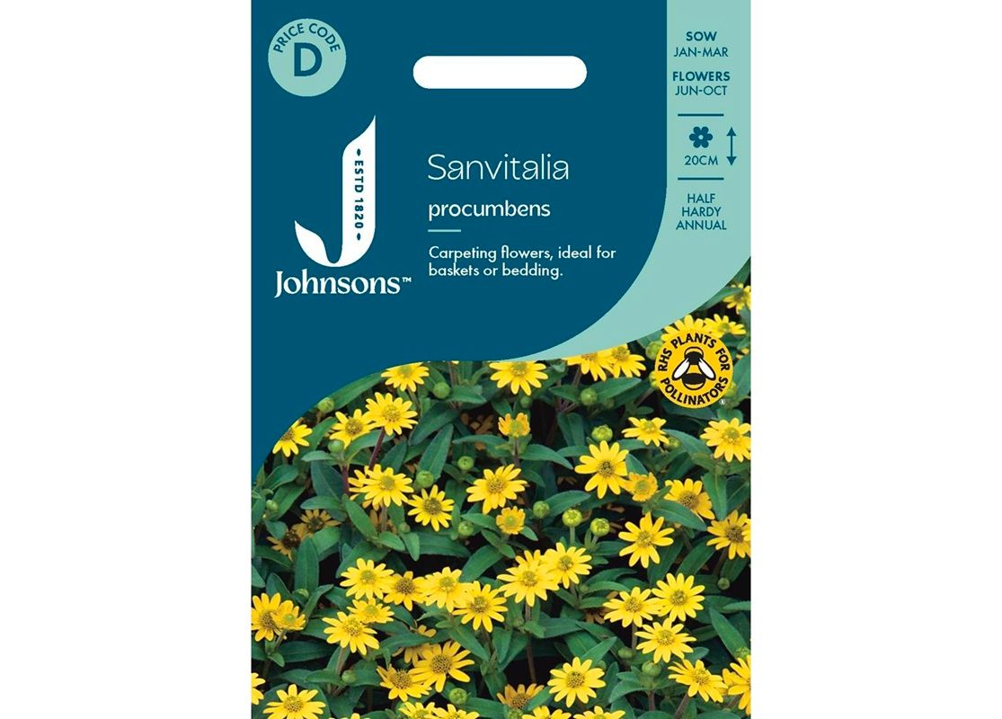 SANVITALIA procumbens SANVITALIA procumbens