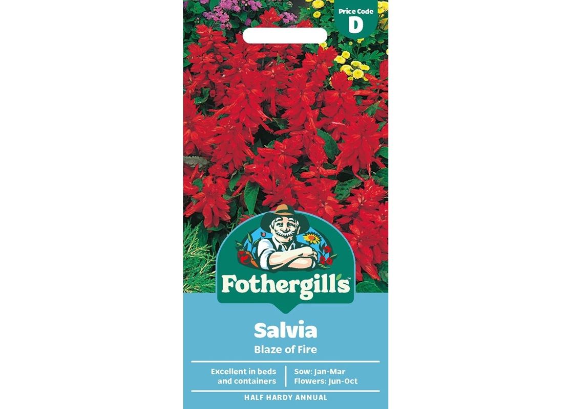 SALVIA Blaze of Fire