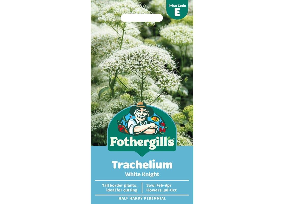 TRACHELIUM White Knight