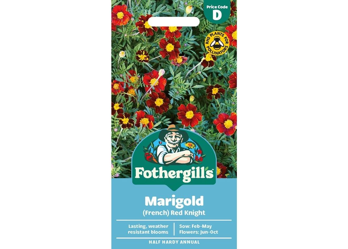 MARIGOLD (French) Red Knight MARIGOLD (French) Red Knight