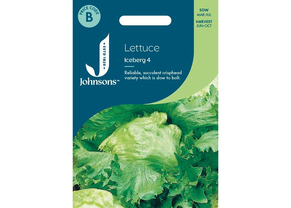 LETTUCE Iceberg 4