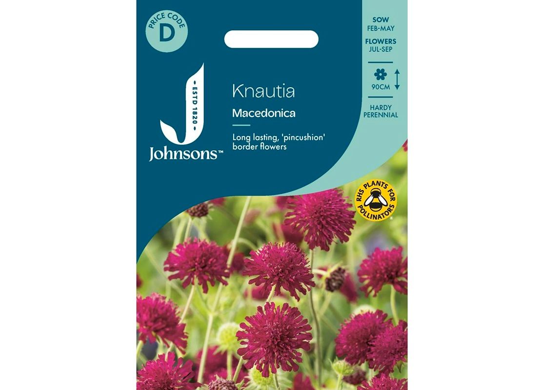 KNAUTIA macedonica KNAUTIA macedonica