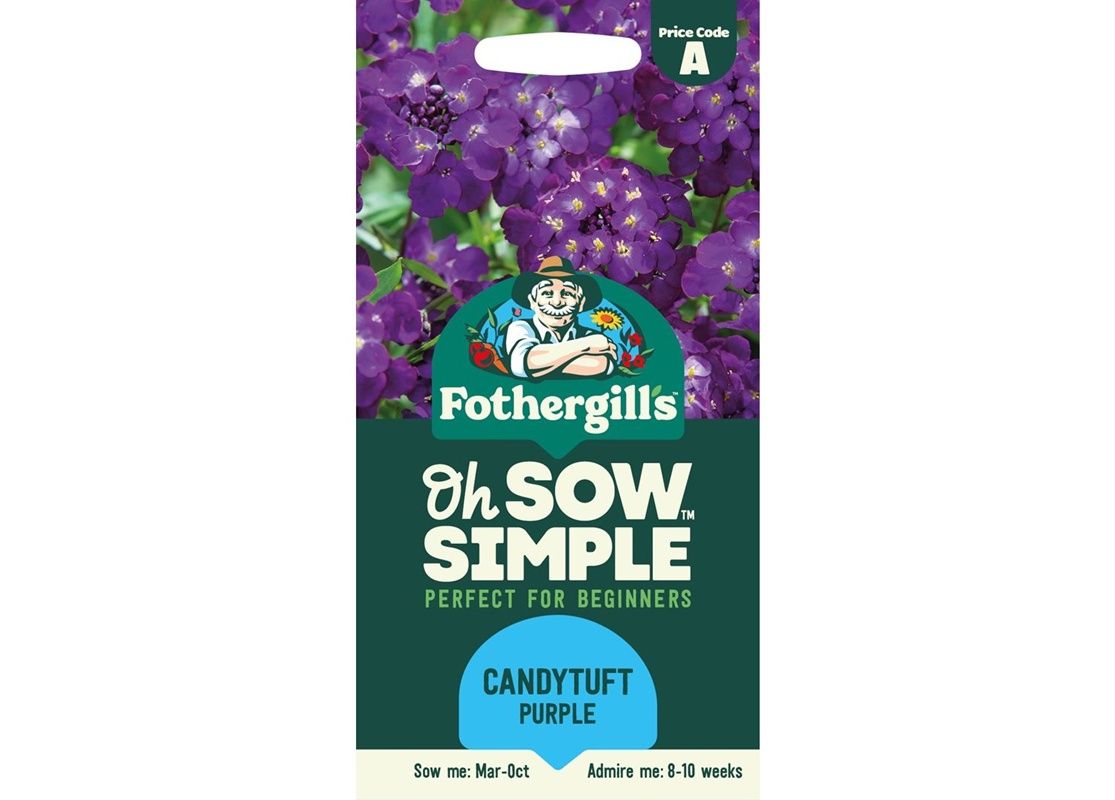 CANDYTUFT Purple Rain CANDYTUFT Purple Rain