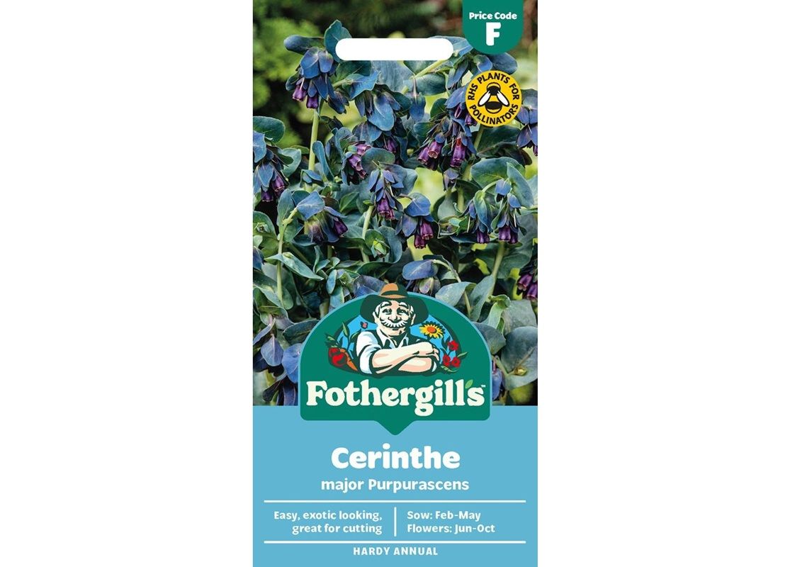 CERINTHE Major Purpurascens CERINTHE Major Purpurascens