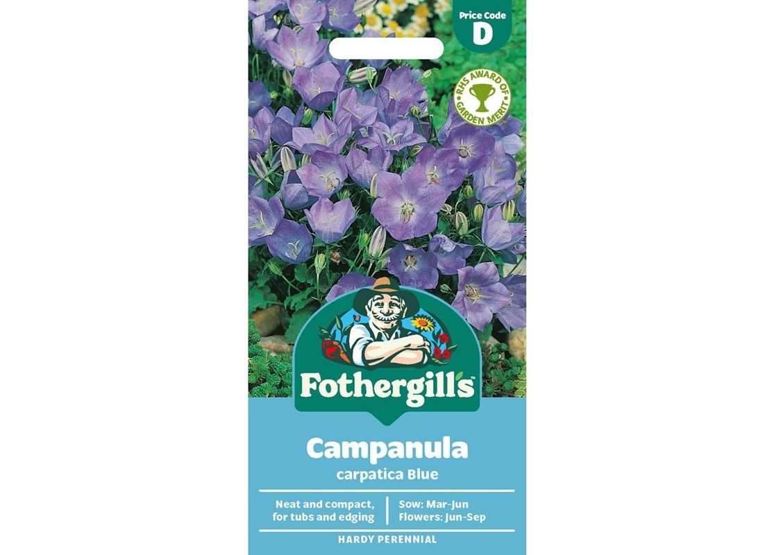 CAMPANULA Carpatica Blue