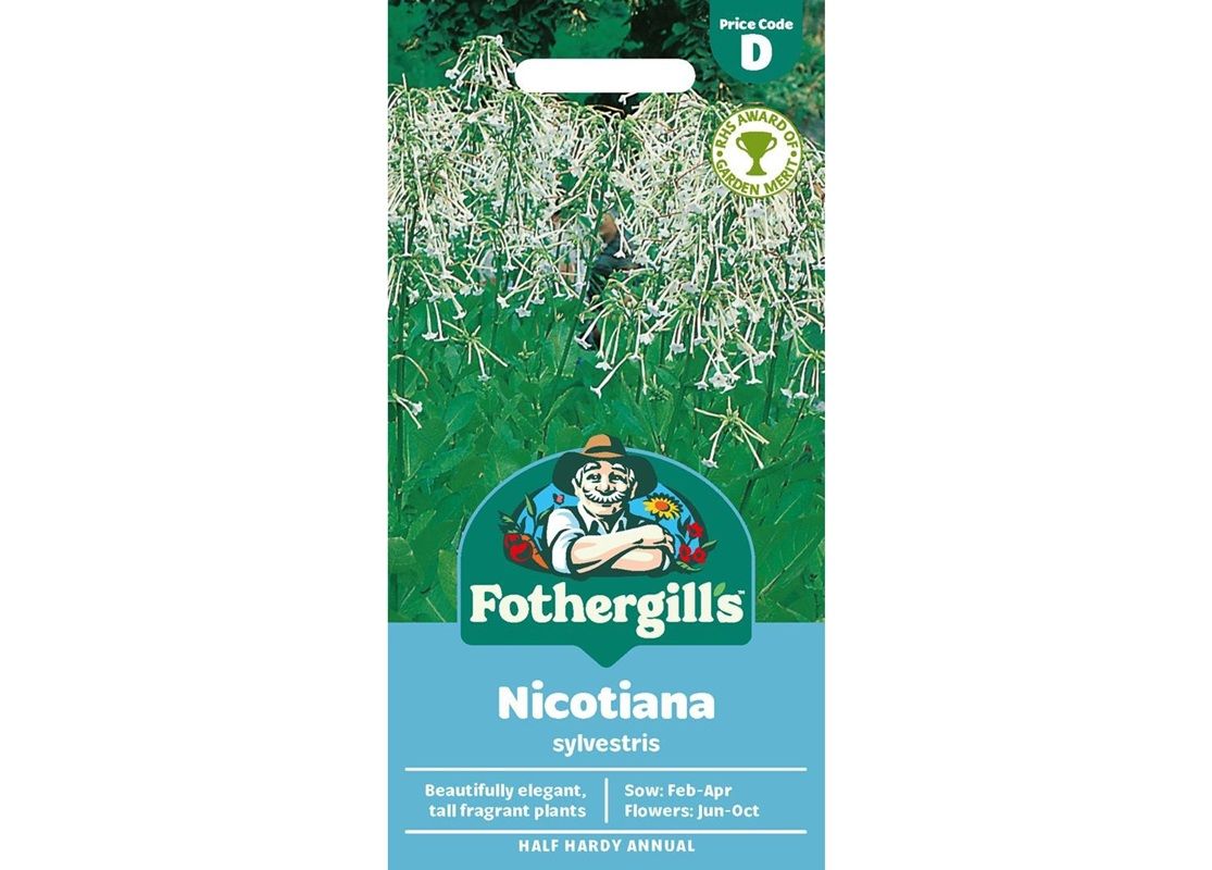 NICOTIANA sylvestris